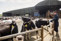Longitud completa del granjero acariciando vaca por valla en día soleado - foto de stock