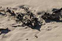 Algas en la arena de la playa - foto de stock