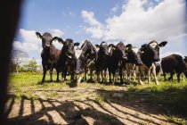 Низький кут зору великої рогатої худоби, що стоїть на полі проти неба — стокове фото