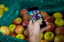 Imagen recortada del hombre tomando fotos de manzanas en exhibición en la sección orgánica en el supermercado - foto de stock