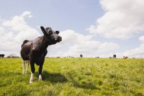 Kuh steht auf Graslandschaft vor bewölktem Himmel — Stockfoto