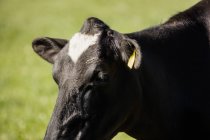 Nahaufnahme einer Kuh, die an einem sonnigen Tag auf einem Feld steht — Stockfoto