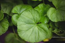 Primo piano di foglie verdi nel centro del giardino — Foto stock