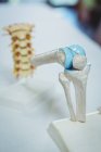 Close up of knee joint model in clinic — Stock Photo