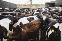 Rinder stehen am Zaun am Stall — Stockfoto