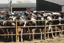 Rinder stehen am Zaun vor Stall — Stockfoto
