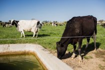Cow grazing by trough at field on sunny day — Stock Photo
