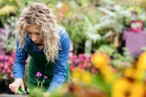 Floristin schneidet Pflanzen mit Gartenschere im Gartencenter — Stockfoto
