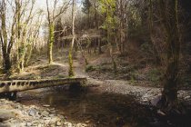 Footbridge over stream flowing in forest — Stock Photo