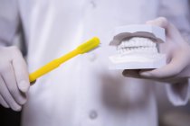 Sección media del dentista que sostiene un modelo de boca y cepillo de dientes - foto de stock