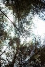 Низький кут зору дерев у лісі — стокове фото