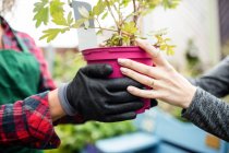 Cropped image of Female florist selling potted plant to woman in garden centre — Stock Photo