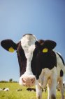 Корова стоїть на трав'янистому полі і дивиться в камеру — стокове фото