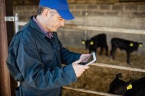 Vista lateral del trabajador agrícola utilizando tableta digital por valla en el cobertizo - foto de stock