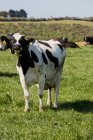 Kuh steht an sonnigem Tag auf Feld — Stockfoto