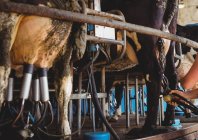 Fila de vacas com máquina de ordenha no celeiro — Fotografia de Stock