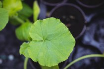 Close up of green leaf in garden centre — Stock Photo