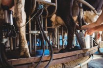 Manos de hombre ordeñando una vaca en el granero - foto de stock