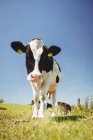 Vaca em pé no campo gramado e olhando para a câmera — Fotografia de Stock