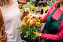 Midsection de florista falando com mulher sobre plantas no centro de jardim — Fotografia de Stock