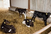 Vista ad alto angolo dei vitelli che riposano nel fienile — Foto stock