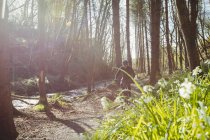 Mountainbiker bei sonnigem Wetter im Wald unterwegs — Stockfoto