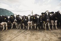 Vista de bajo ángulo del ganado de pie en el campo contra el cielo - foto de stock