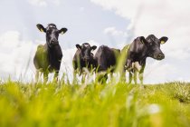 Низький кут зору корів на полі проти неба — стокове фото
