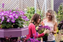 Флорист, що показує квіти жінці в садовому центрі — стокове фото