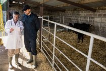 Работник фермы и ветеринар обсуждают за цифровым планшетом в сарае — стоковое фото