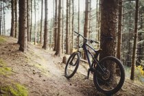 Mountain bike estacionado à árvore na floresta — Fotografia de Stock