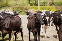 Коровы, стоящие на поле в солнечный день — стоковое фото