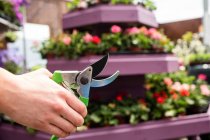 Image recadrée d'une fleuriste tenant des cisailles à élaguer dans un centre de jardin — Photo de stock