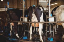 Rangée de vaches avec machine à traire dans la grange — Photo de stock