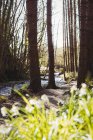 Потік тече серед дерев у лісі — стокове фото