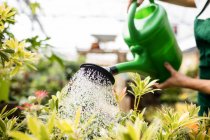 Immagine ritagliata di Femmina fiorista irrigazione piante con annaffiatoio in giardino centro — Foto stock