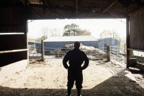 Rückansicht eines Landarbeiters, der in einer Scheune steht — Stockfoto