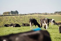 Vacas que pastam na paisagem gramada contra o céu claro — Fotografia de Stock