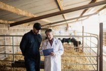 Tierarzt erklärt Landwirt mit Zaun in Scheune — Stockfoto