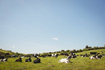 Herd of cows in green grassy field in sunlight — Stock Photo