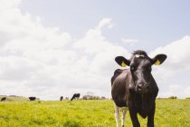 Vaca en paisaje herboso contra el cielo nublado - foto de stock