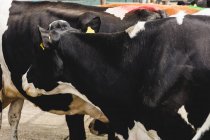 Vaches noires debout sur le terrain à la grange — Photo de stock
