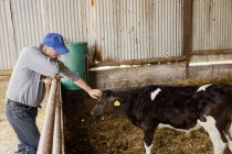 Вид сбоку на фермера, гладящего теленка по забору в сарае — стоковое фото