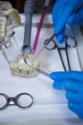 Обрезанное изображение стоматолога, работающего над моделью полости рта с помощью зубных инструментов в стоматологической клинике — стоковое фото