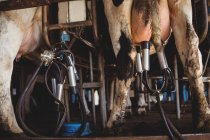 Primo piano delle vacche con mungitrice in fienile — Foto stock