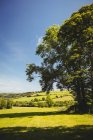 Scenic view of beautiful rural landscape in daytime — Stock Photo