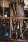Primer plano de vaca con máquina de ordeño en granero - foto de stock