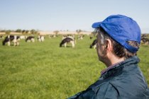 Вид сбоку фермера, стоящего на поле во время выпаса коров на заднем плане — стоковое фото