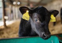 Close-up of black calf by fence at barn — Stock Photo