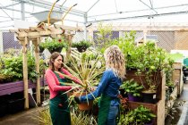 Zwei Floristinnen halten Topfpflanze in Gartencenter — Stockfoto
